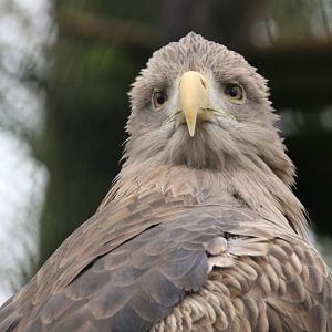 White-tailed Sea-eagle