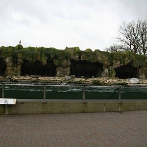 Humboldt Penguin exhibit