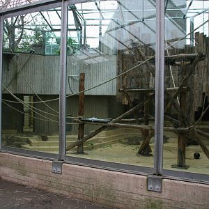indoor Orangutan exhibit