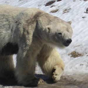 Polar Bear