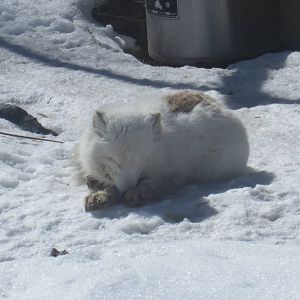 Arctic Fox