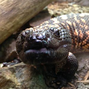 Gila Monster