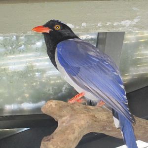 Red billed blue magpie