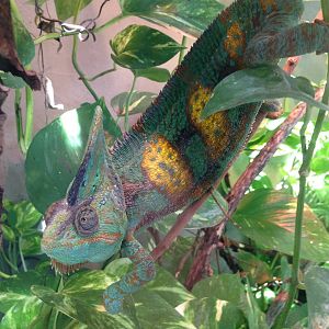 Veiled chameleon