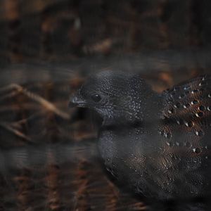 Mountain Peacock-Pheasant