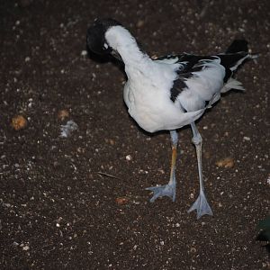 Pied Avocet