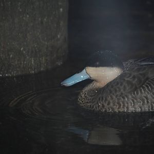 Puna Teal