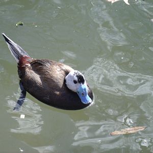 White-Headed Duck