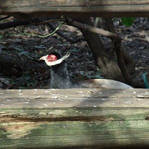 Brown Eared-Pheasant