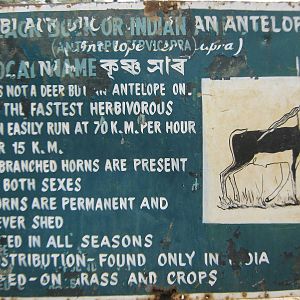 signage for blackbuck (Antilope cervicapra)