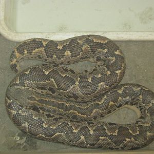 common sand boa (Eryx conicus)