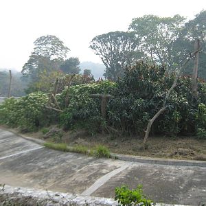 island for golden langurs (Trachypithecus geei)