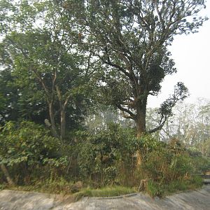 island for hoolock gibbons (Hoolock hoolock)