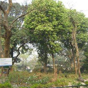 island for hoolock gibbons (Hoolock hoolock)