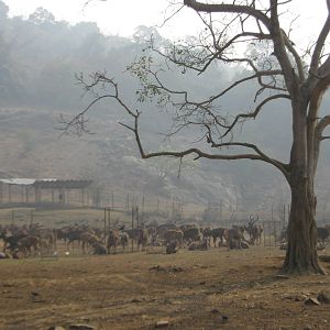 enclosure for sambar (Cervus unicolor)