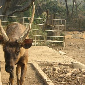 sambar (Cervus unicolor)