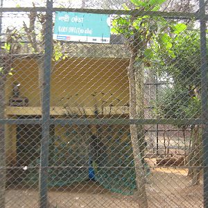 aviary for barn owl (Tyto alba)
