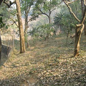 enclosure for serow (Capricornis sp)
