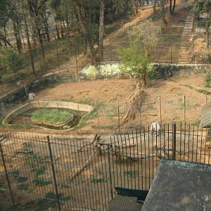 white tiger enclosures
