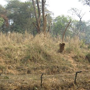 island for Asiatic black bears