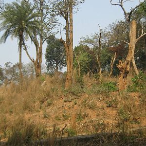 island for Asiatic black bears