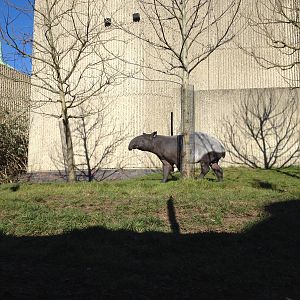 Malayan tapir