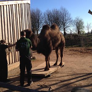 Bactrian camel