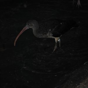 Scarlet Ibis Juvenile