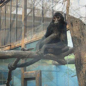 Black-headed spider monkey (Ateles fusciceps)