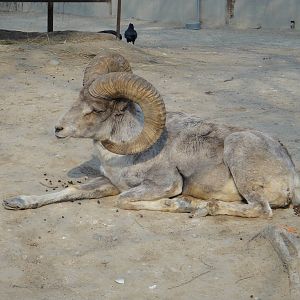 Tibetan argali (Ovis ammon hodgsoni)
