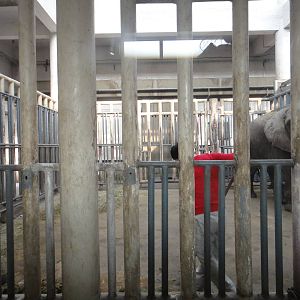 Cleaning the African elephant enclosure