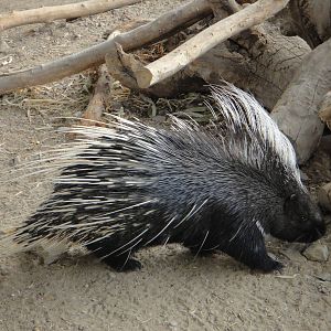 Chinese porcupine (Hystrix hodgsoni subcristata)