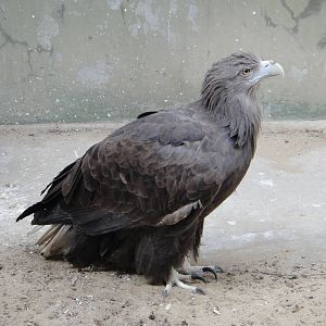White-tailed Eagle (Haliaeetus albicilla)