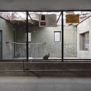 White-tailed Eagle enclosure