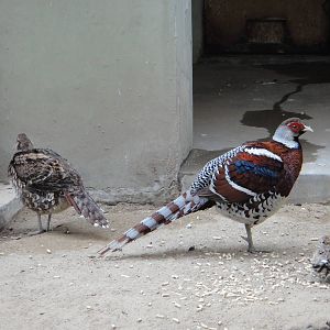 Elliot's Pheasant (Syrmaticus ellioti)