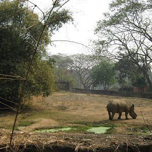 white rhino enclosure