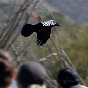 chihuahuan raven demo