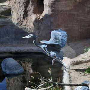 great blue heron