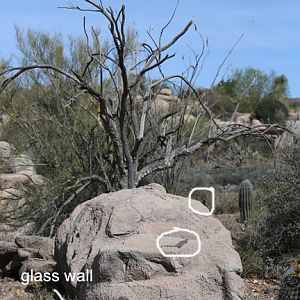 outdoor lizard exhibit