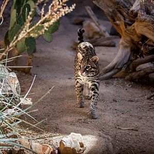 ocelot out for a stroll