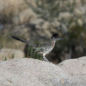 wild roadrunner