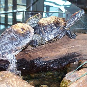 Red-eared Slider & False Map Turtle