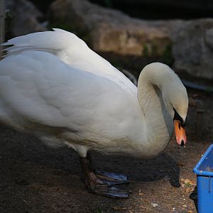 Mute swan/ Cygnus olor