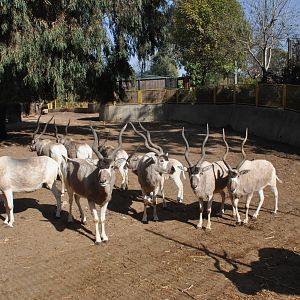 Addax/ Addax nasomaculatus