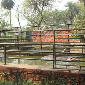 pen for common hippos