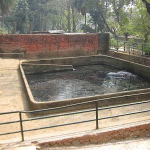 pen for common hippos