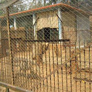 cage for striped hyaena