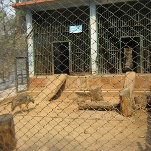 cage for Asiatic golden jackals