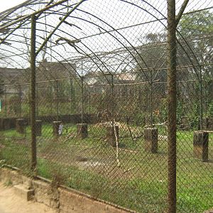 aviary for greater adjutants (Leptoptilos dubius)