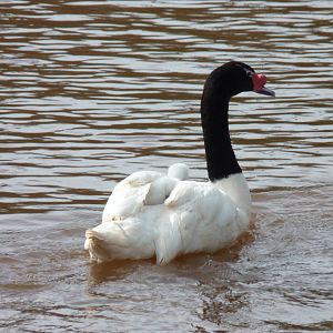 Black-necked Swans, 19 March 2014